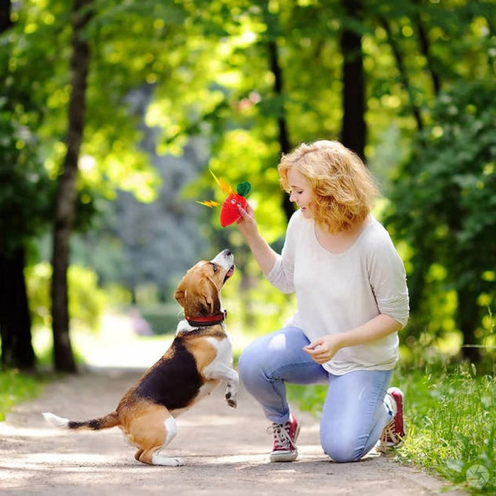 Joli jouet en peluche au design fruité et animal pour chiens et chats avec bip sonore