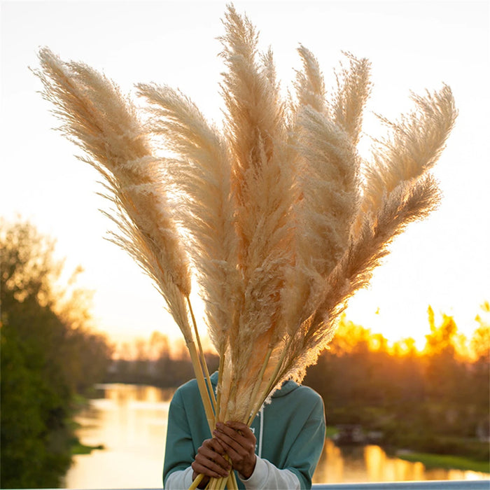 Grande herbe de pampa haute 80-120 cm – Fleurs séchées moelleuses pour décoration bohème et décorations de mariage