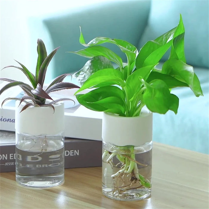 Recipientes de vidrio hidropónico para plantas de interior: diseño elegante y moderno para esquejes