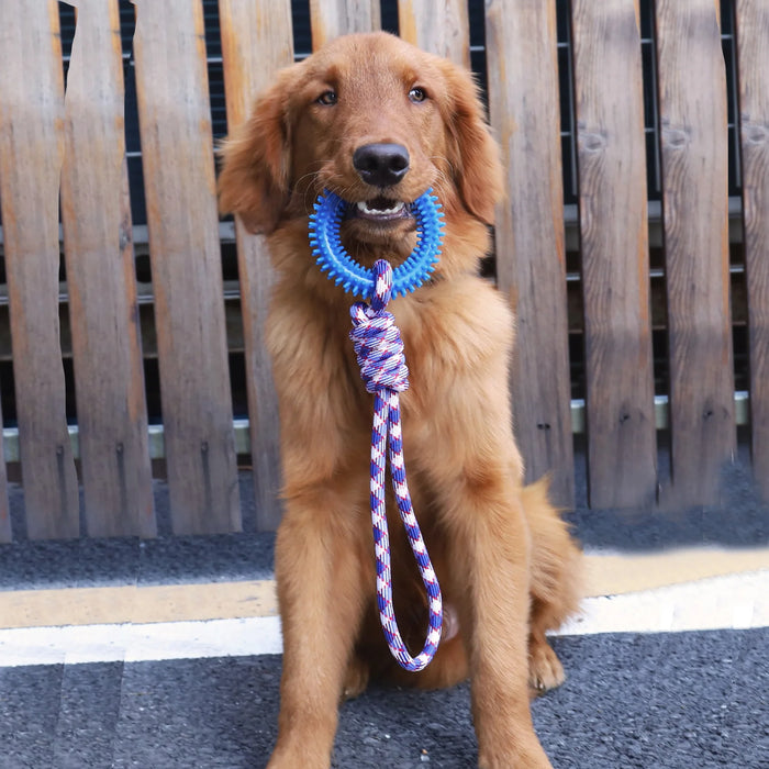 Juguete de entrenamiento interactivo para perros - Anillo con clavos para limpieza y mantenimiento de dientes