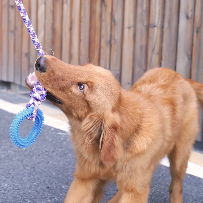 Juguete de entrenamiento interactivo para perros - Anillo con clavos para limpieza y mantenimiento de dientes