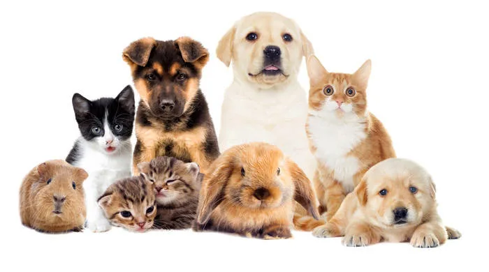 Navigating the Pet Product Landscape: A Comprehensive Comparison of Essential Pet Care Choices