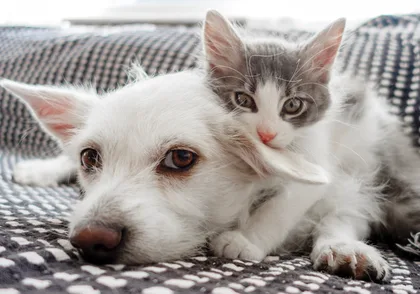 The Ultimate Guide to the Best Pet Products for a Happy and Healthy Companion