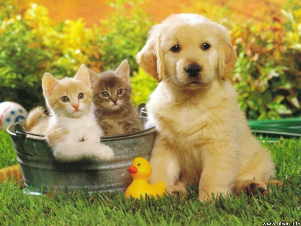 Comprehensive Pet Food Comparison: Dry Kibble vs. Wet Canned Food vs. Fresh and Freeze-Dried Diets